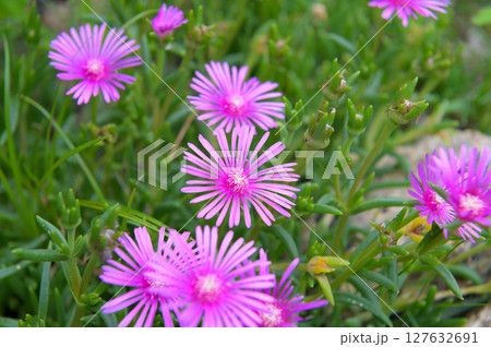 マツバギク松葉菊の花 マツバギク松葉菊の花 127632691