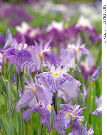 満開の花菖蒲 127633298