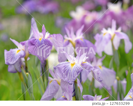 満開の花菖蒲 満開の花菖蒲 127633299