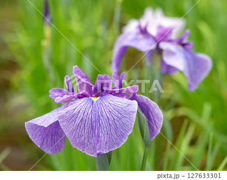満開の花菖蒲 127633301