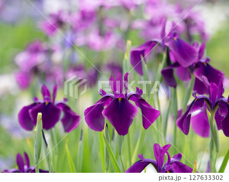 満開の花菖蒲 127633302