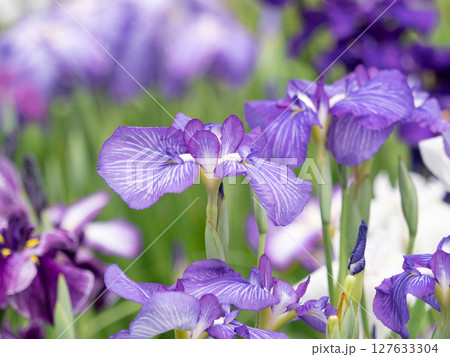 満開の花菖蒲 満開の花菖蒲 127633304