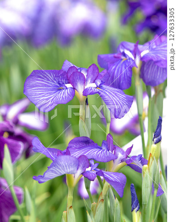 満開の花菖蒲 127633305