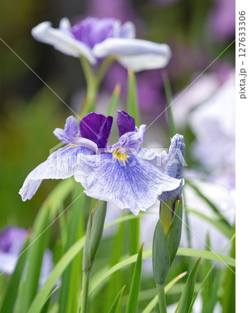 満開の花菖蒲 127633306