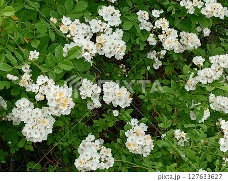 花を咲かせたノイバラ（横写真） 127633627