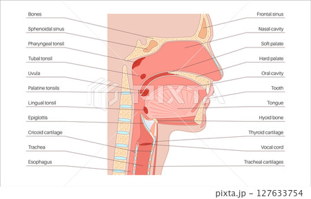 Upper respiratory tract Upper respiratory tract 127633754