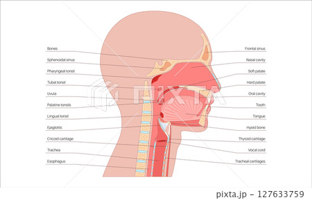 Upper respiratory tract Upper respiratory tract 127633759