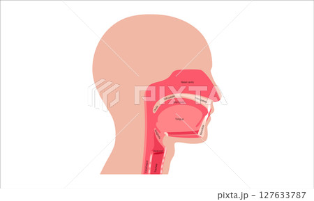 Upper respiratory tract Upper respiratory tract 127633787