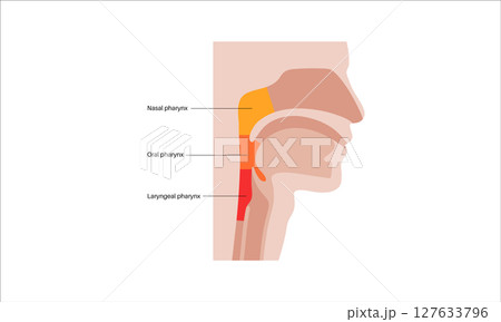 Pharynx anatomy poster Pharynx anatomy poster 127633796