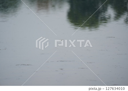 トンボが飛ぶ 127634010