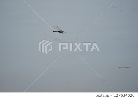 トンボが飛ぶ トンボが飛ぶ 127634020