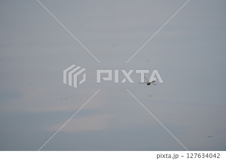 トンボが飛ぶ 127634042