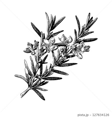 Detailed hand-drawn illustration of rosemary sprig with flowers, ink sketch style on white background, concept of herbal plant and botany 127634126