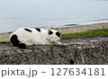 堤防でくつろぐ野良猫 127634181