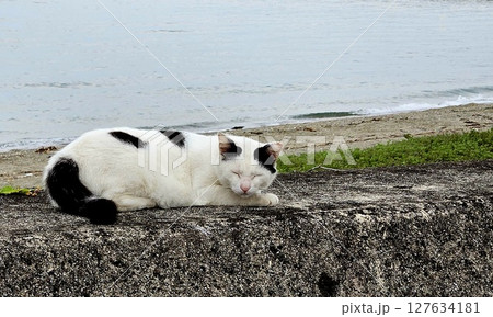 堤防でくつろぐ野良猫 堤防でくつろぐ野良猫 127634181