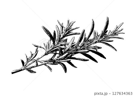 Detailed hand-drawn rosemary sprig illustration in black ink style on white background, representing culinary herbs and botanical elements 127634363