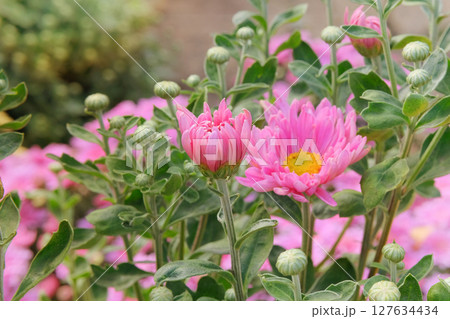 Cottage garden. Floral decoration. Chrysanthemums bush with fleshy leaves and purple flowers. 127634434