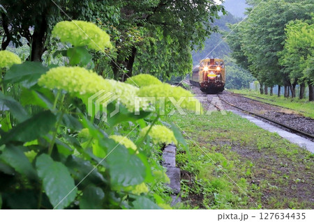 わたらせ渓谷鐵道「アナベル咲く上神梅駅とトロッコ列車」 127634435