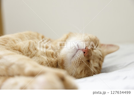 猫ちゃん親子の日常風景 127634499