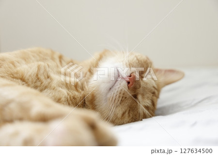 猫ちゃん親子の日常風景 猫ちゃん親子の日常風景 127634500
