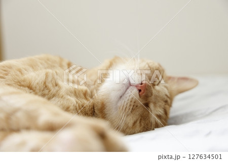 猫ちゃん親子の日常風景 猫ちゃん親子の日常風景 127634501