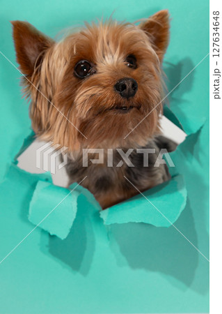 Yorkshire Terrier Pokes Through Torn Paper With an Inquisitive Expression in a Colorful Setting 127634648