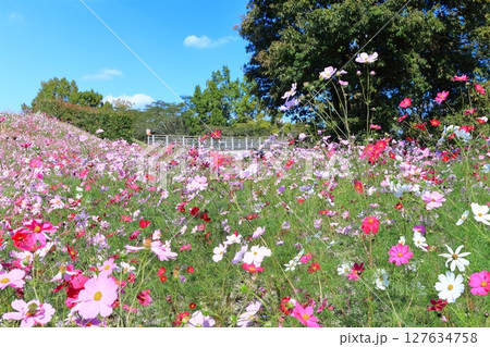 【香川県】秋の国営讃岐まんのう公園（コスモス畑） 127634758