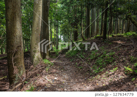余呉湖畔の針葉樹林　賤ヶ岳ハイキングコース　滋賀県長浜市余呉町 127634779
