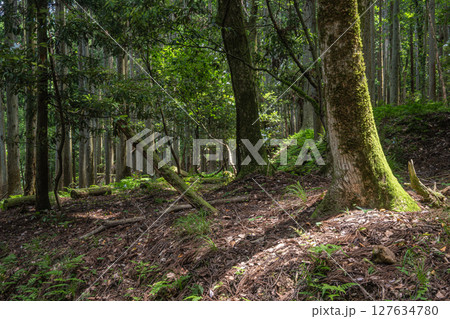 余呉湖畔の針葉樹林　滋賀県長浜市余呉町 127634780