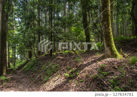 余呉湖畔の針葉樹林　賤ヶ岳ハイキングコース　滋賀県長浜市余呉町 127634781