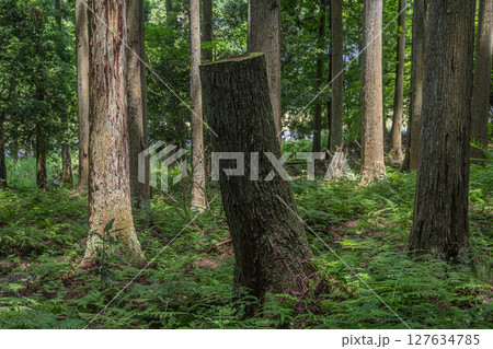 余呉湖畔の針葉樹林　滋賀県長浜市余呉町 127634785