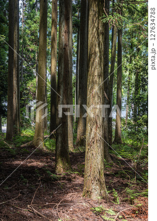 余呉湖畔の針葉樹林　滋賀県長浜市余呉町 127634788