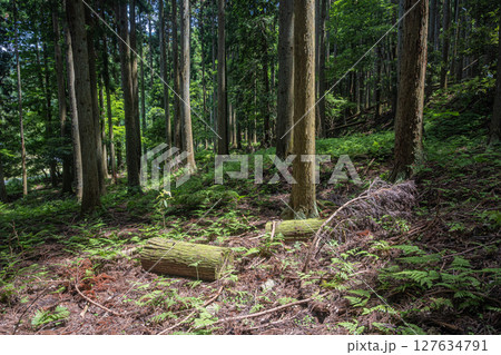 余呉湖畔の針葉樹林　滋賀県長浜市余呉町 127634791