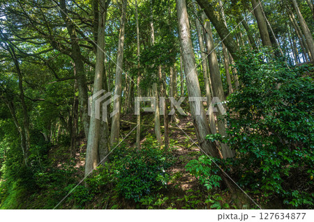 余呉湖畔の樹林風景 滋賀県長浜市余呉町 余呉湖畔の樹林風景 滋賀県長浜市余呉町 127634877