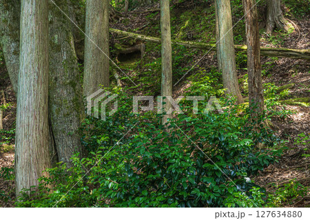 余呉湖畔の樹林風景 滋賀県長浜市余呉町 余呉湖畔の樹林風景 滋賀県長浜市余呉町 127634880
