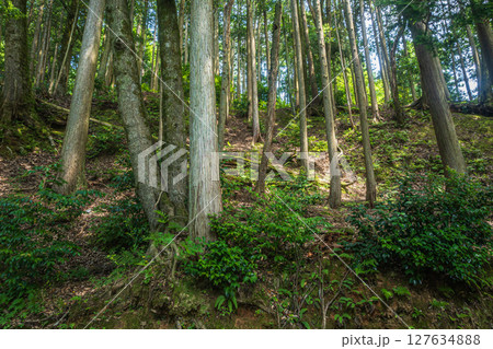 余呉湖畔の樹林風景　滋賀県長浜市余呉町 127634888