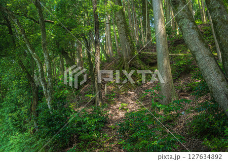 余呉湖畔の樹林風景　滋賀県長浜市余呉町 127634892