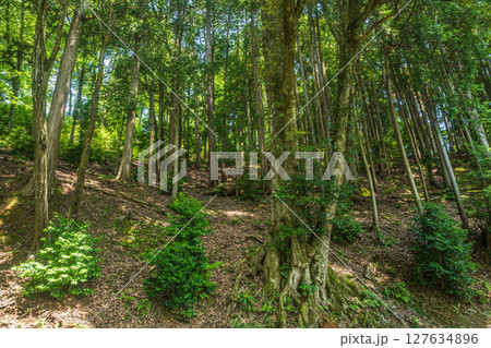 余呉湖畔の樹林風景 滋賀県長浜市余呉町 余呉湖畔の樹林風景 滋賀県長浜市余呉町 127634896