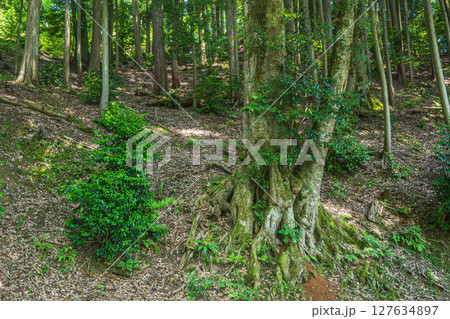 余呉湖畔の樹林風景　滋賀県長浜市余呉町 127634897