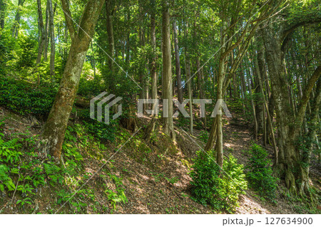 余呉湖畔の樹林風景　滋賀県長浜市余呉町 127634900