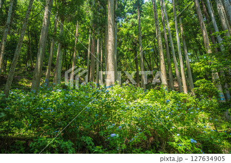 余呉湖畔の樹林風景　滋賀県長浜市余呉町 127634905