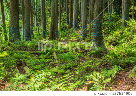 余呉湖畔の針葉樹林 滋賀県長浜市余呉町 余呉湖畔の針葉樹林 滋賀県長浜市余呉町 127634909