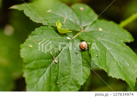Snail on Green Leaf 127634974