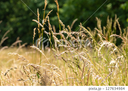 A field of tall, dry grass with a bright sun shining on it 127634984