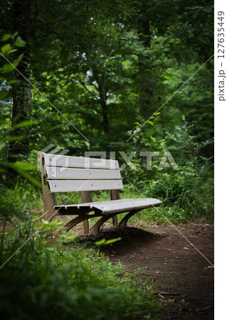 森の中の朽ちたベンチ 森の中の朽ちたベンチ 127635449