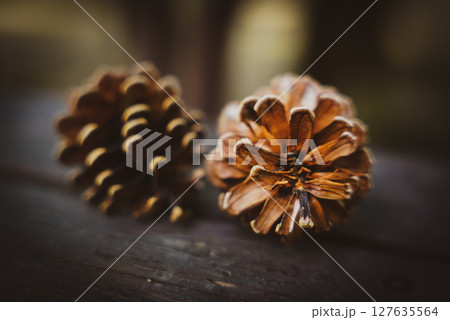 松ぼっくりのある風景 127635564