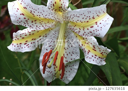 ヤマユリの花・日本固有種・ユリ根 食用 薬用・季節の花の背景素材 127635618
