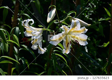 ヤマユリの花・日本固有種・ユリ根 食用 薬用・季節の花の背景素材 127635623