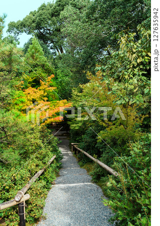紅葉に囲まれた道 127635942