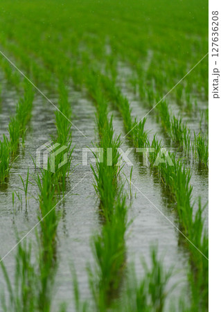 農耕 農業 する 127636208